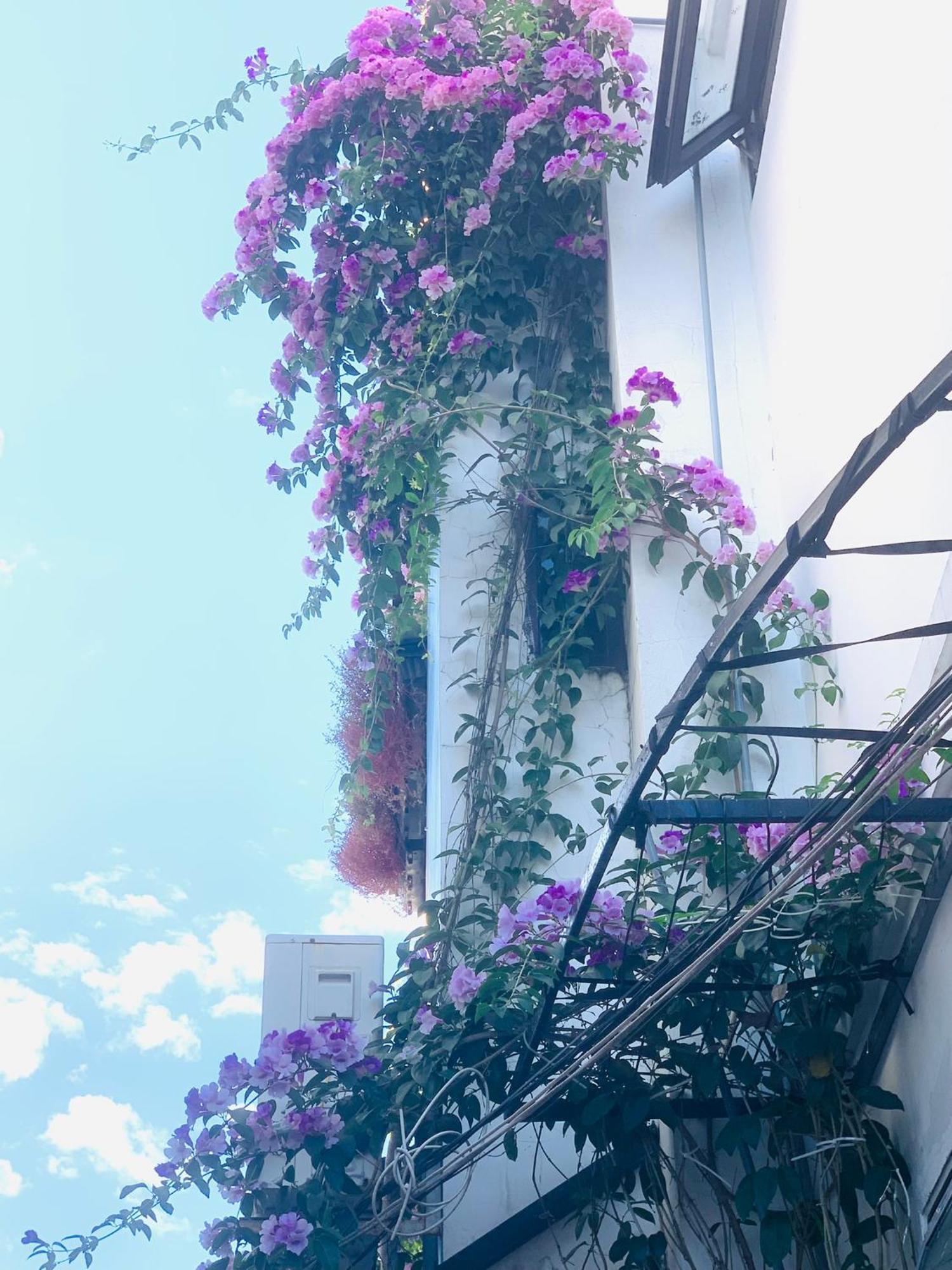 May'S House ฮอยอัน ภายนอก รูปภาพ