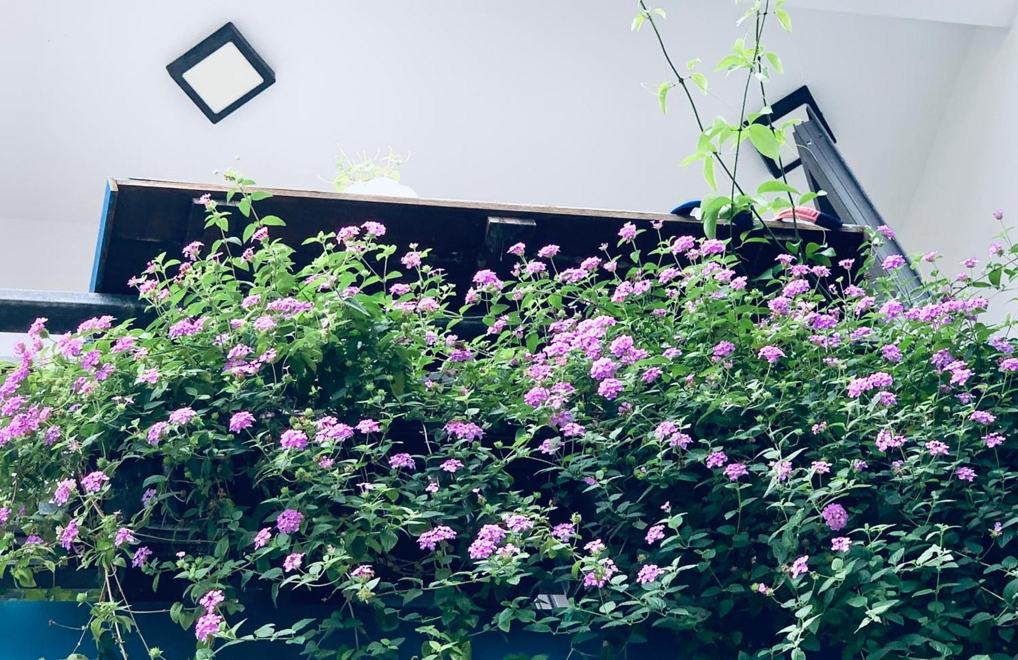 May'S House ฮอยอัน ภายนอก รูปภาพ
